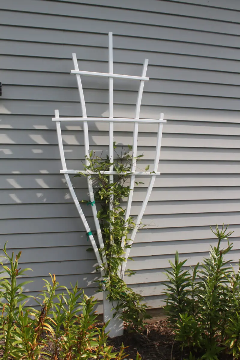 White trellis with climbing plant