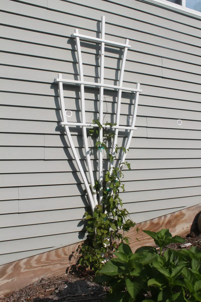 Wall trellis with vine plant