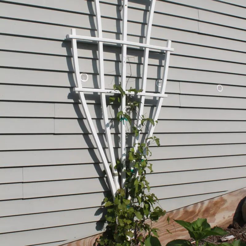 Wall trellis with vine plant